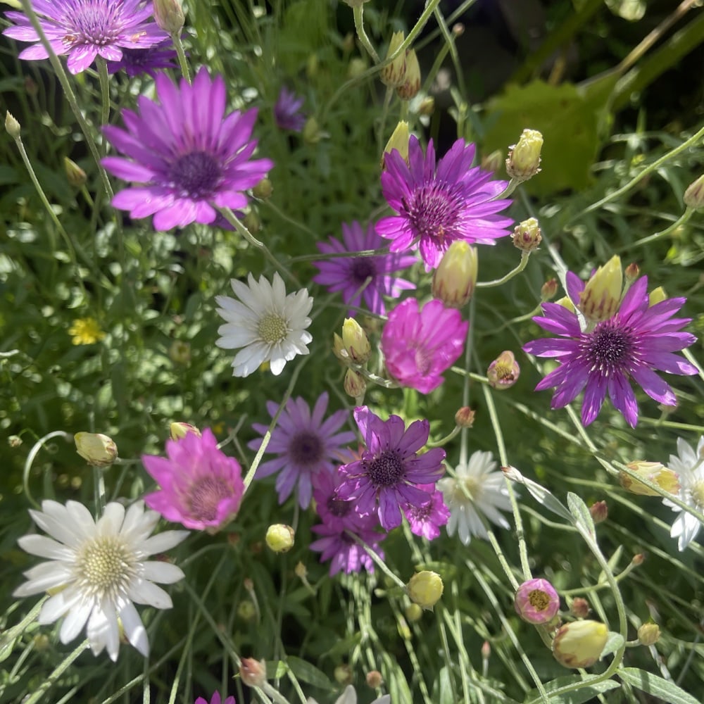 Pappersblomster 'Mix' - Evighetsblomma