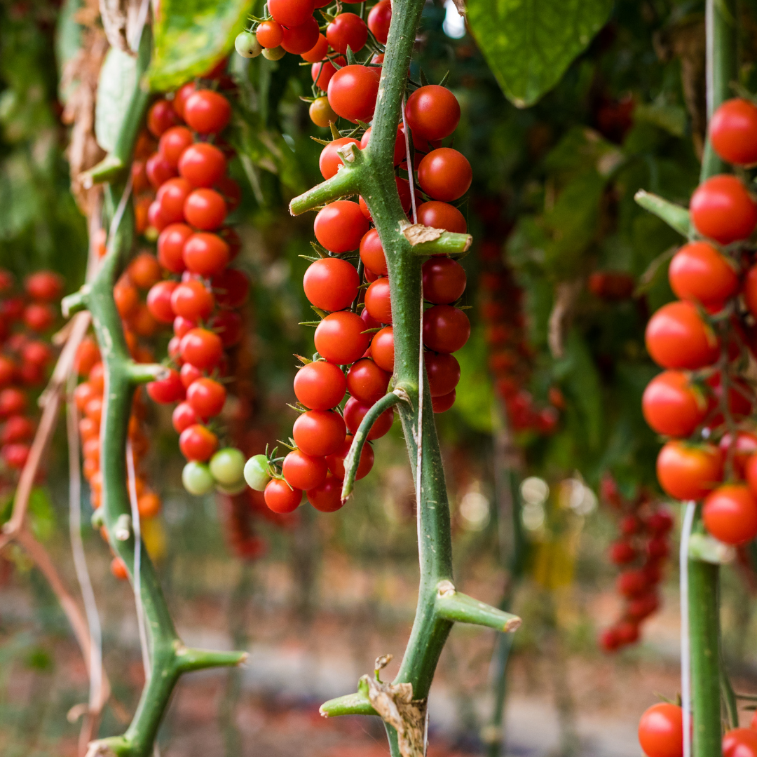 Ekologisk Tomat - MiriMiri