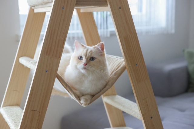 Kerbl Cat Tree Ladder - Play
