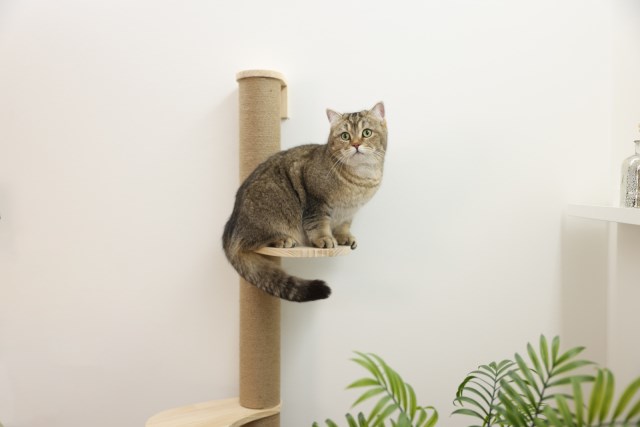 Kerbl Scratching Post Timber - Play