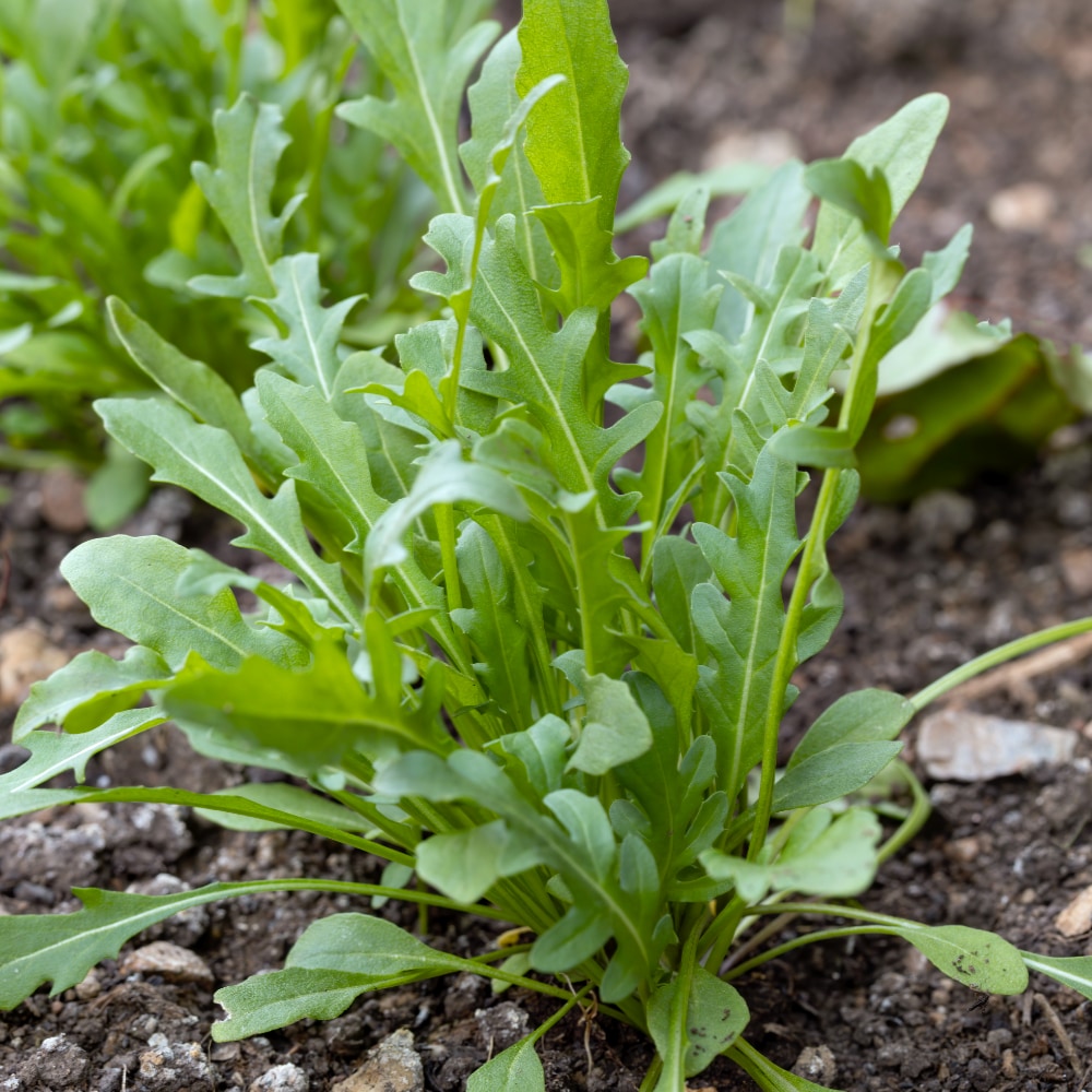 Rucola - Senapskål