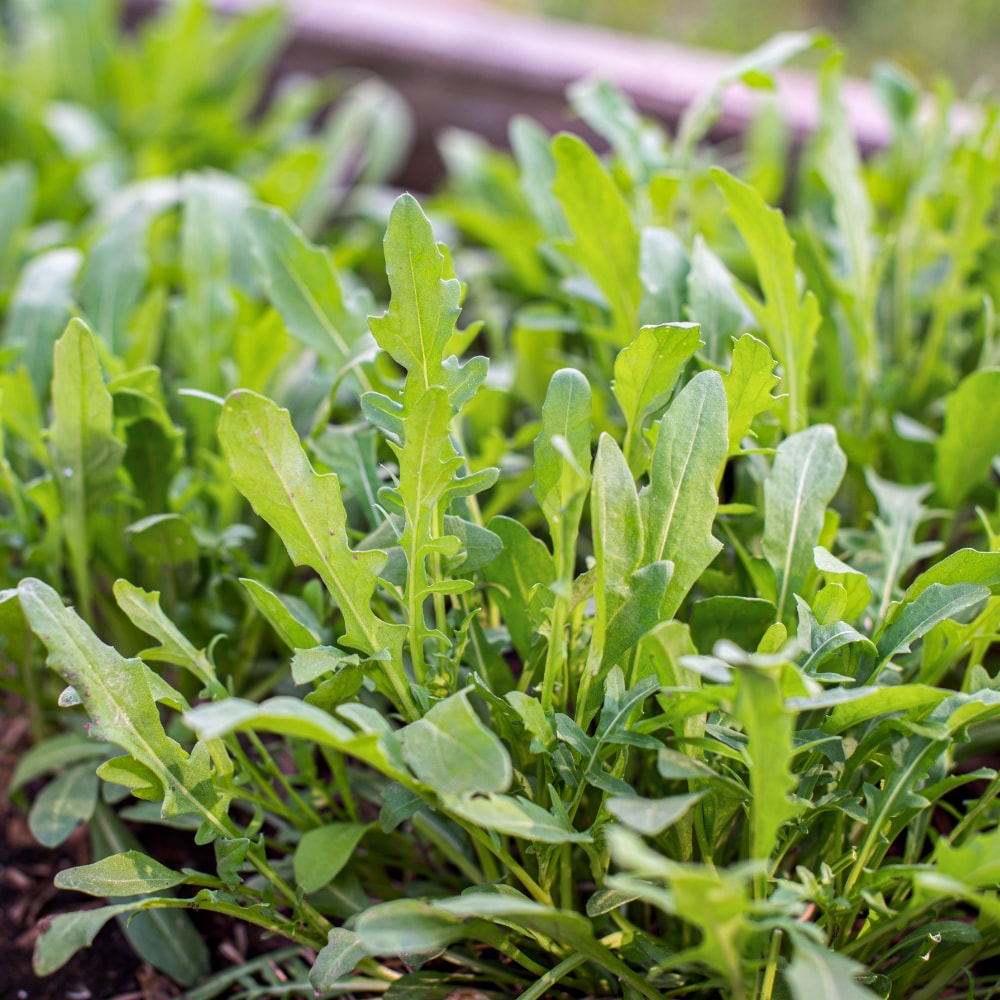 Rucola - Senapskål