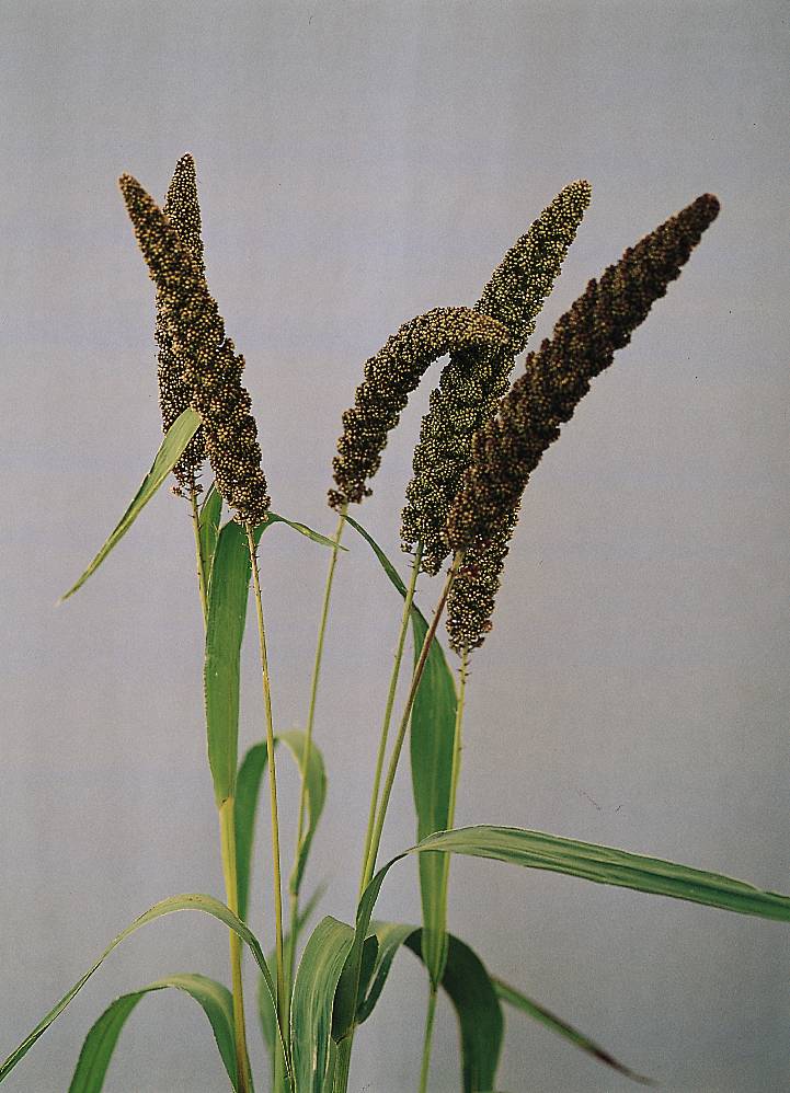 Prydnadshirs Setaria Italica Max 200 frön