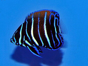 Pomacanthus navarchus odlat