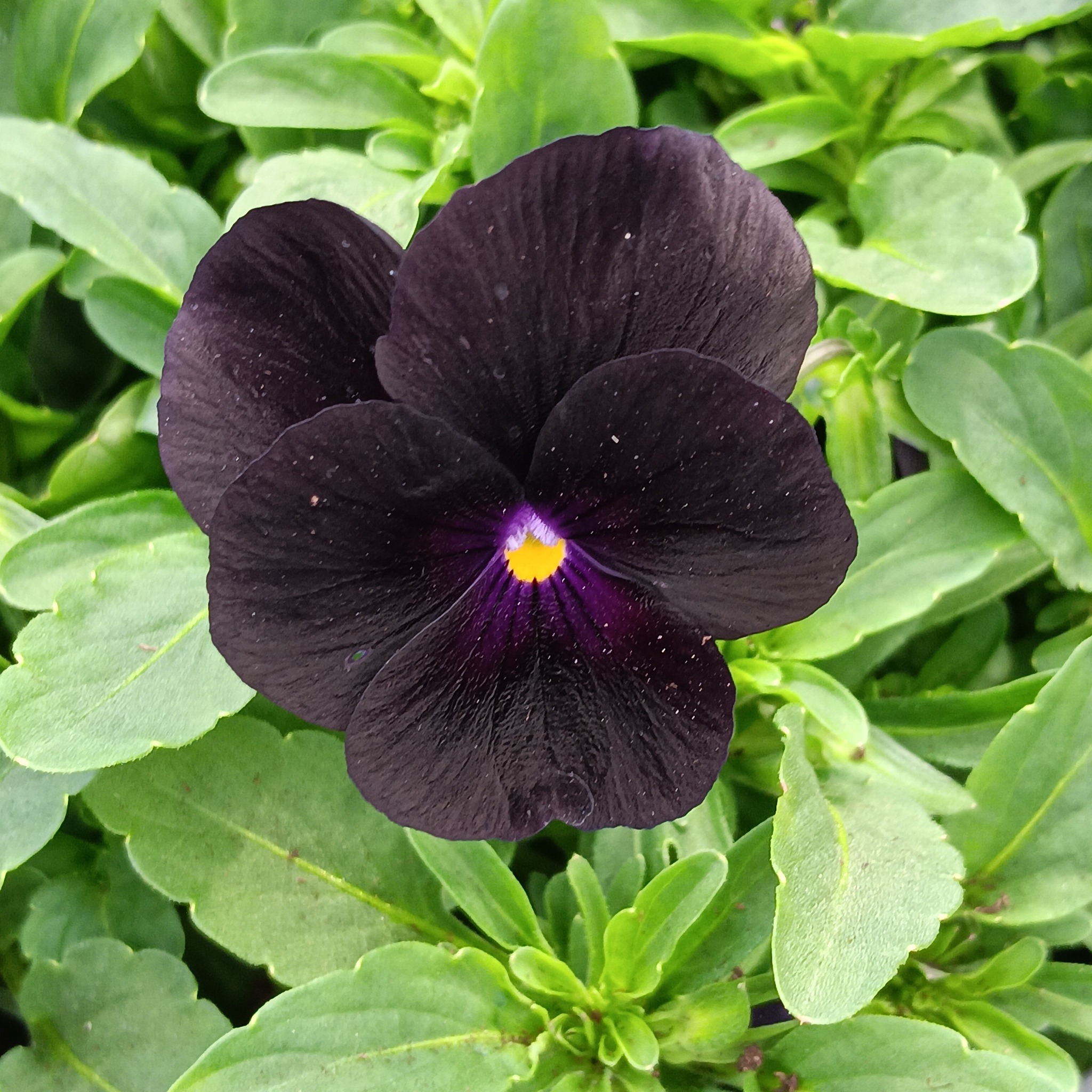 Pense /Viola F1 Penny Black 8 frö - 2