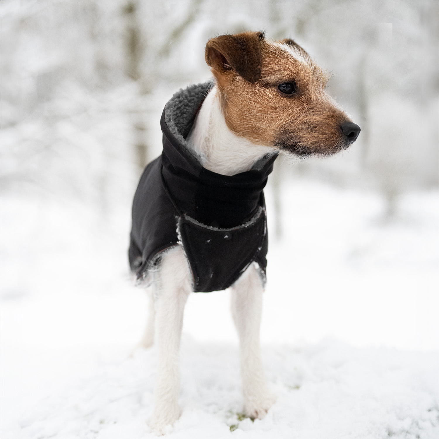 Winter Wool (ACTIVE) - 8