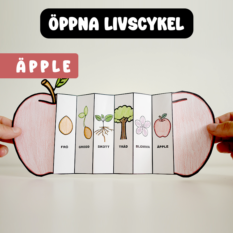 Höstpyssel - Äpplets Livscykel