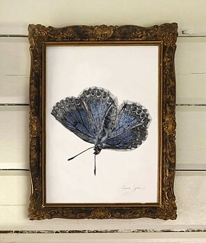 ART PRINT BLUE BUTTERFLY 30x40