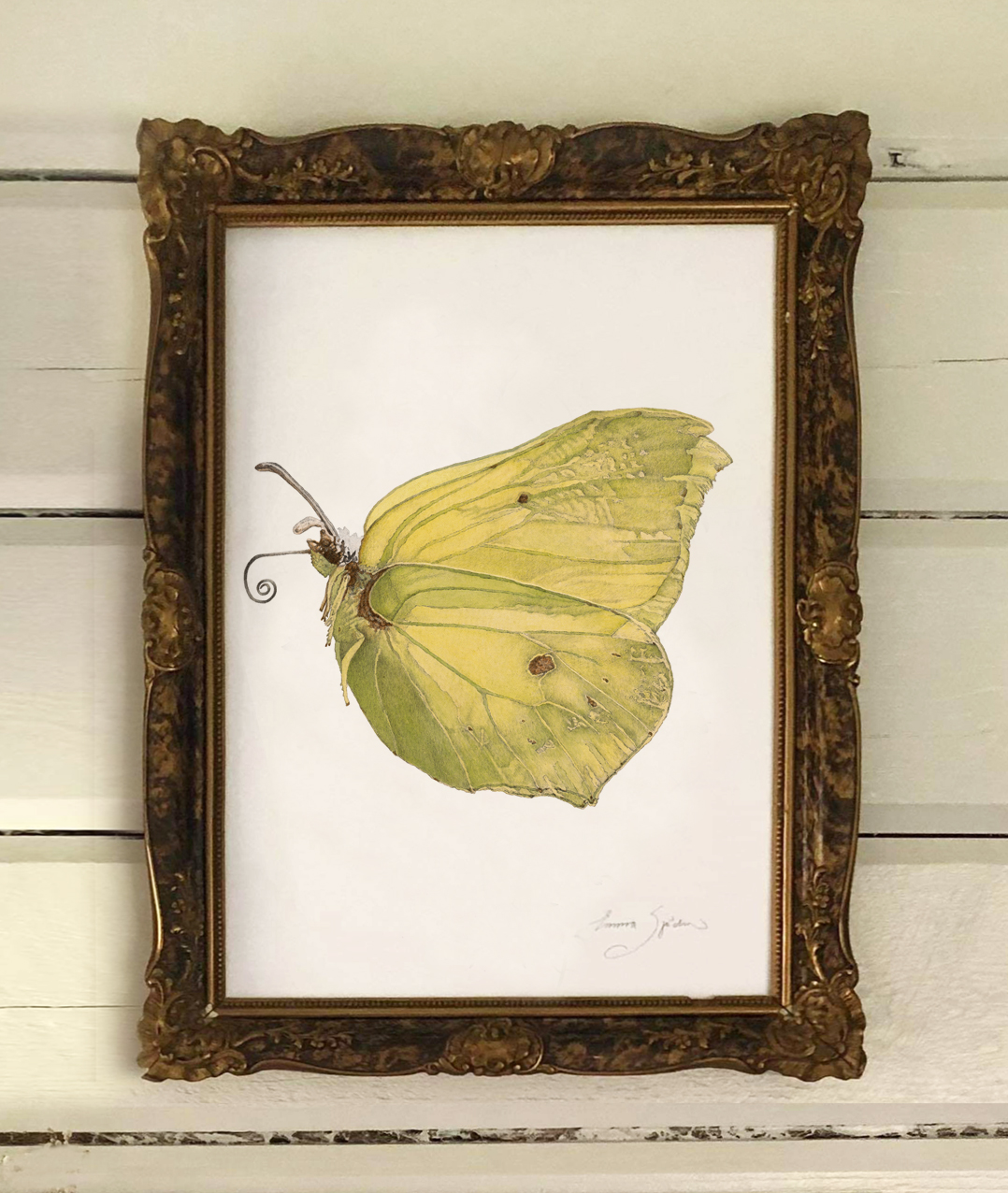 ART PRINT LEMON BUTTERFLY 30x40