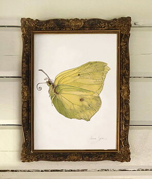 ART PRINT LEMON BUTTERFLY 30x40