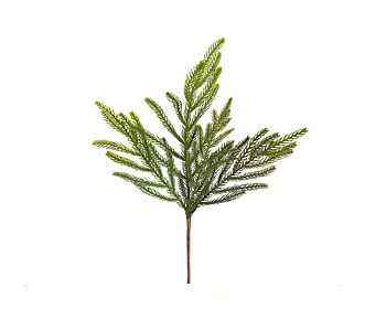 Grankvist Mr Plant