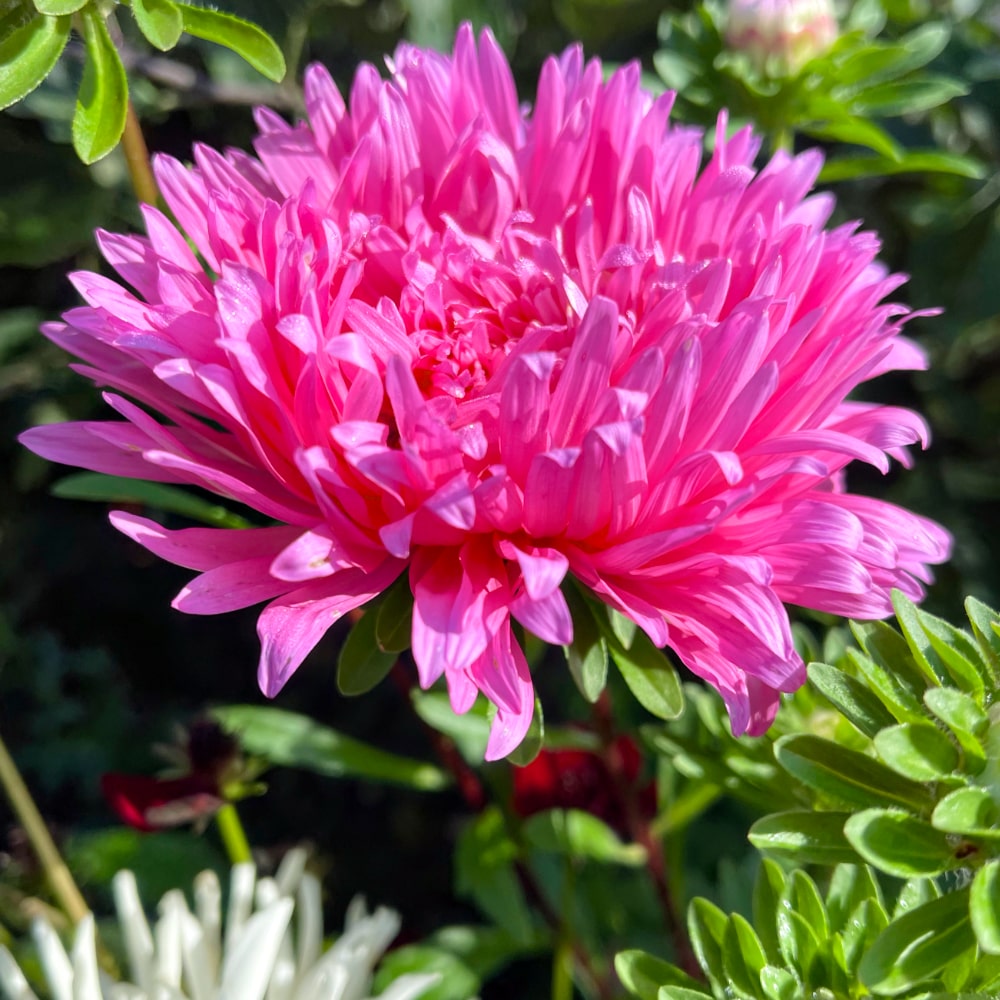Aster 'King Size Pink' - 4