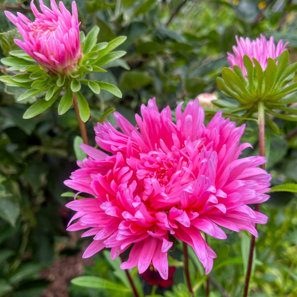 Aster 'King Size Pink' - 3