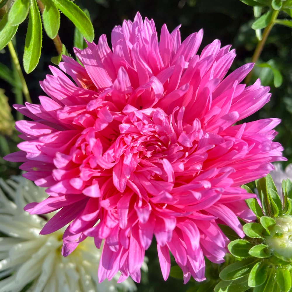 Aster 'King Size Pink' - 2