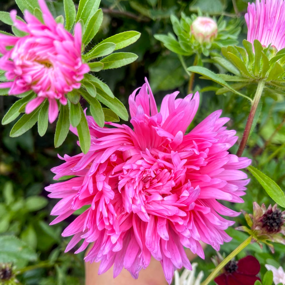 Aster 'King Size Pink'
