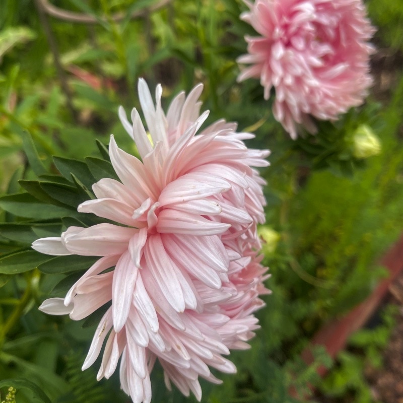 Aster 'King Size Apricot' - 3
