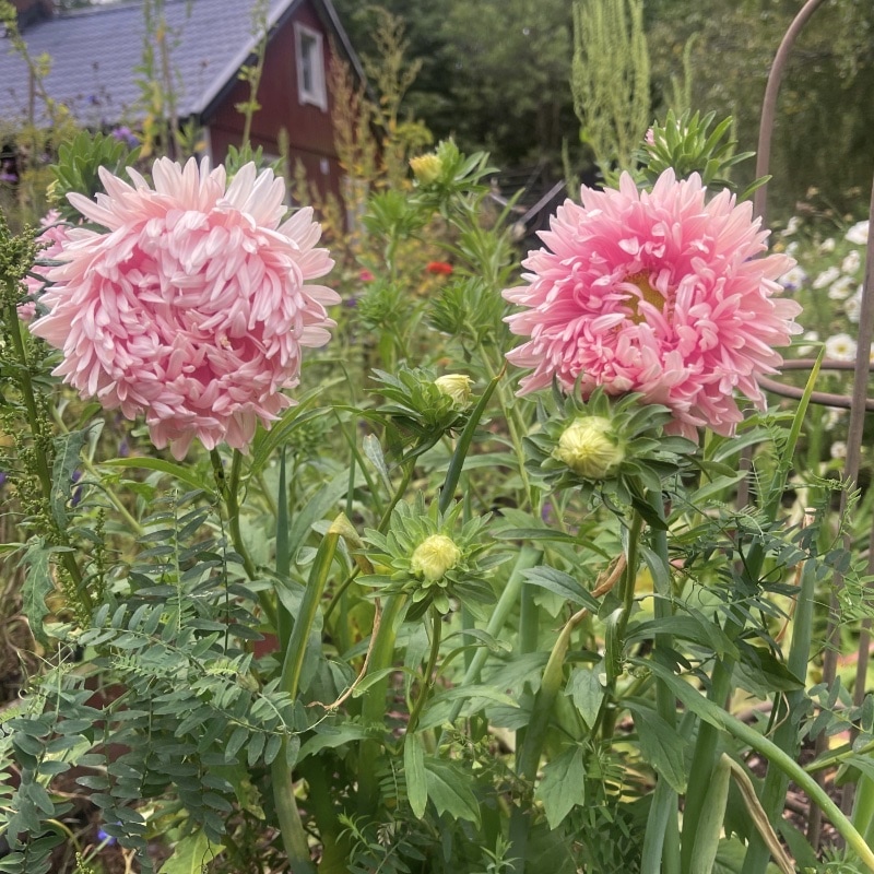 Aster 'King Size Apricot' - 2