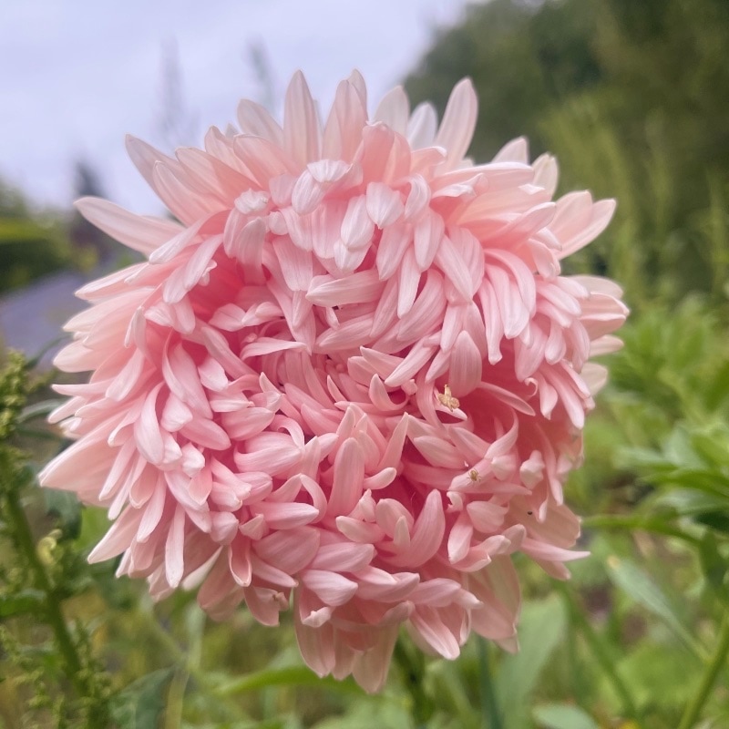 Aster 'King Size Apricot'