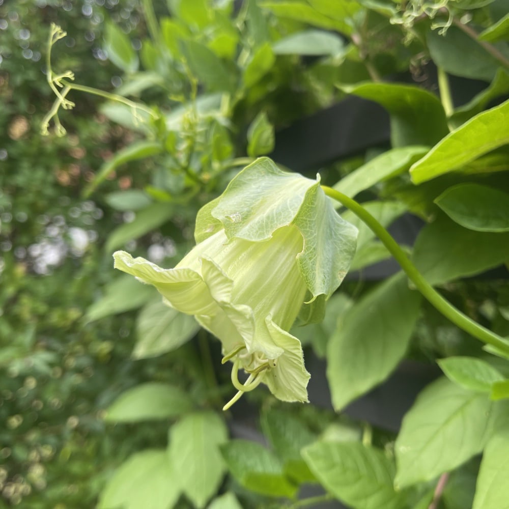 Klockranka 'Alba' - 3