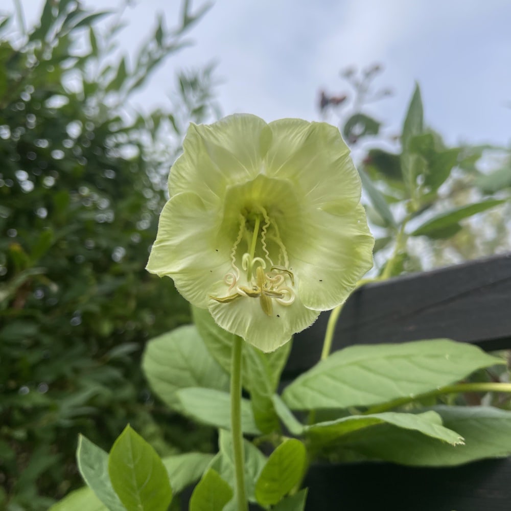 Klockranka 'Alba'