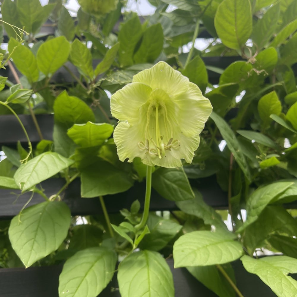 Klockranka 'Alba'