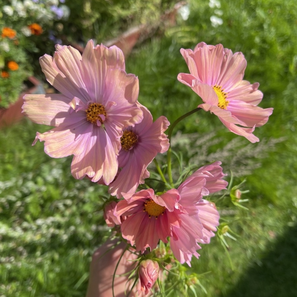 Rosenskära Apricotta  som snittblomma