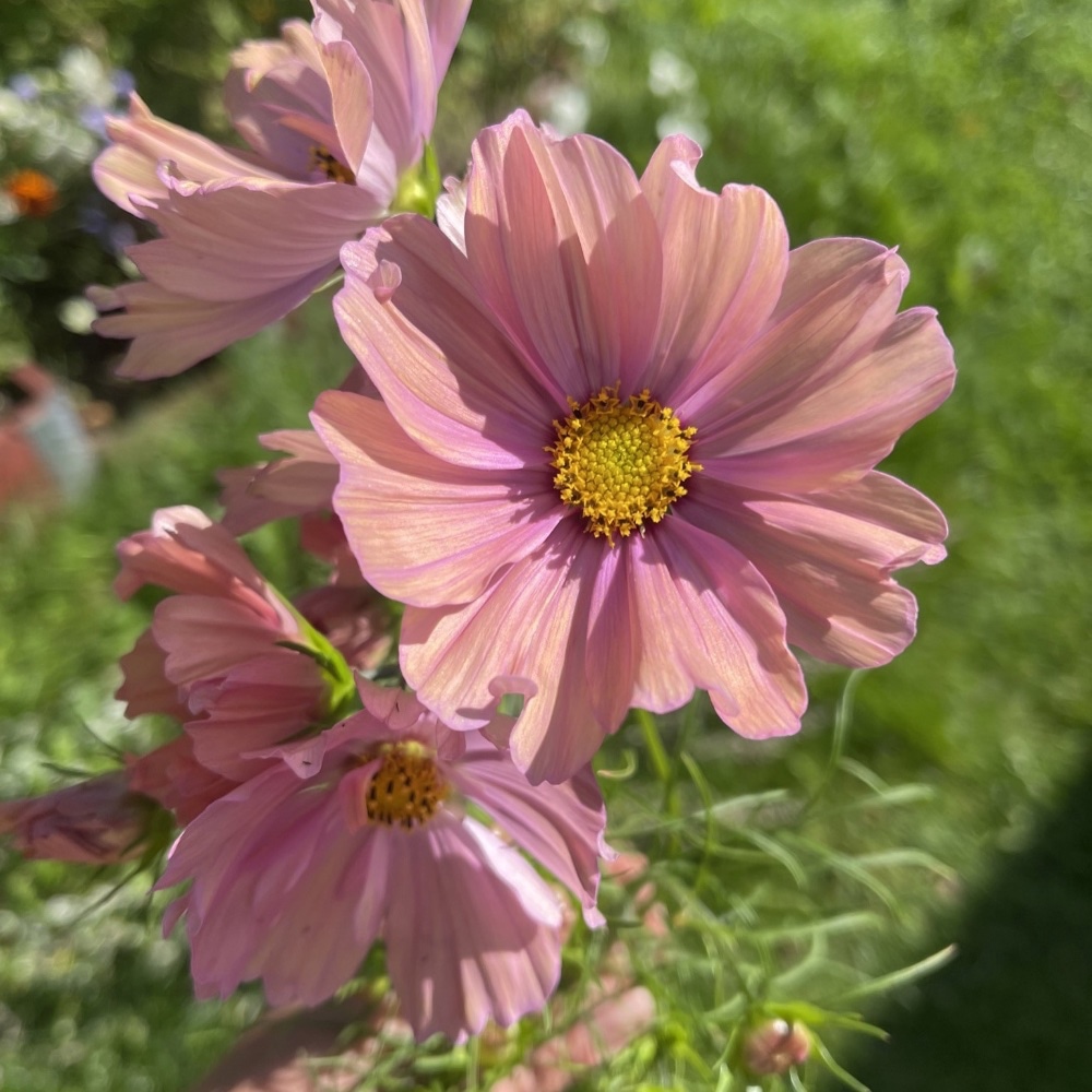 Rosenskära Apricotta 