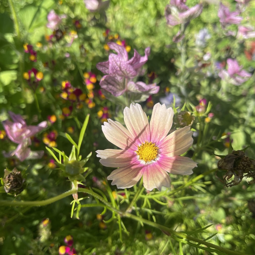 Rosenskära 'Apricot Lemonade'