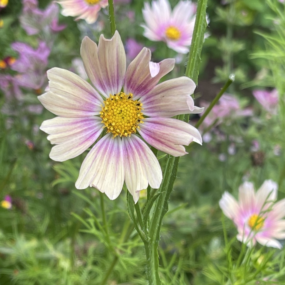 Rosenskära 'Apricot Lemonade'