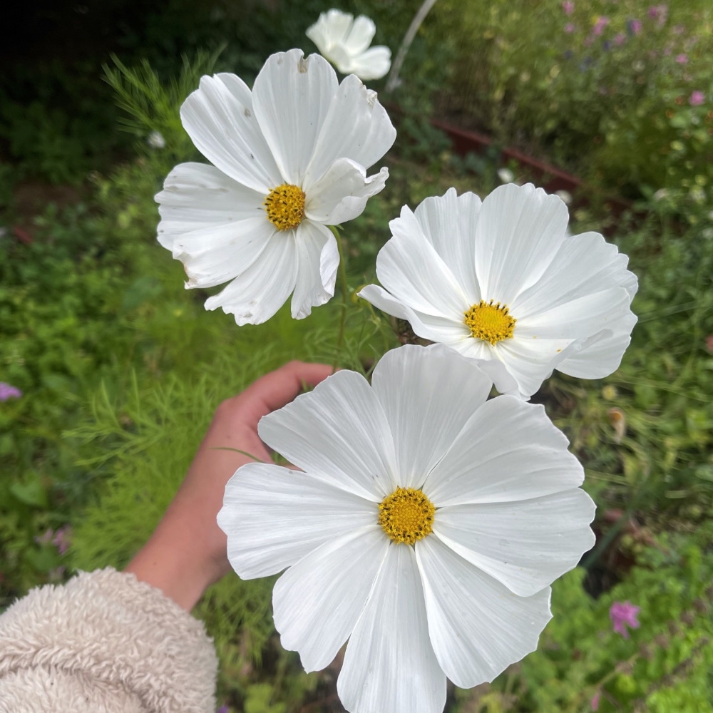 Rosenskära 'Sensation White'