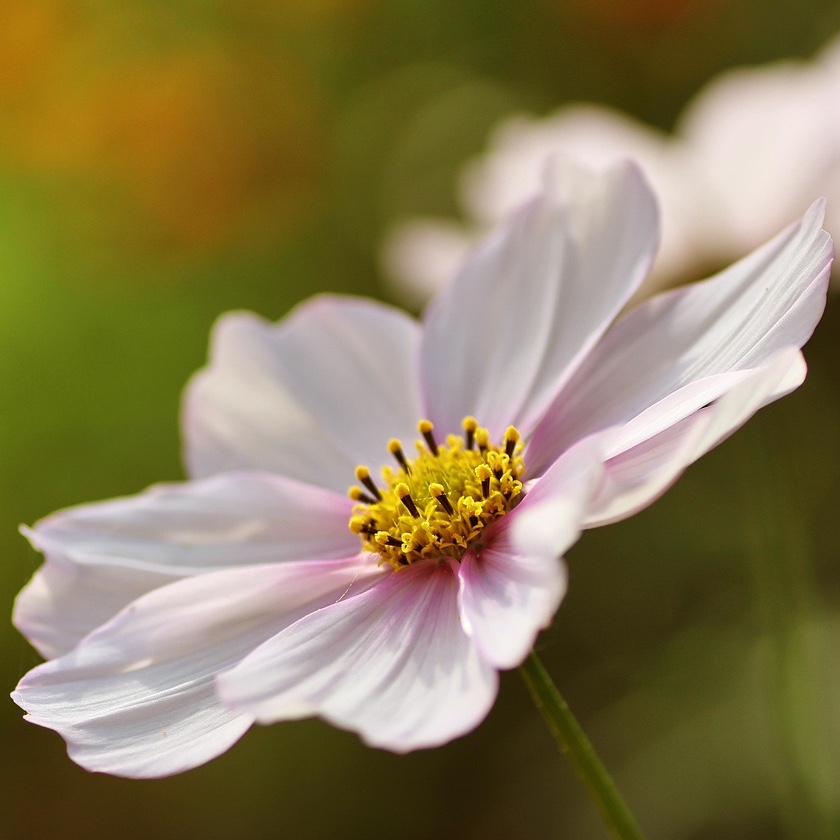 Rosenskära 'Daydream'
