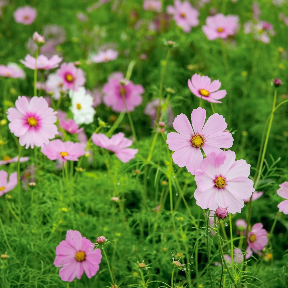 Rosenskära 'Daydream'