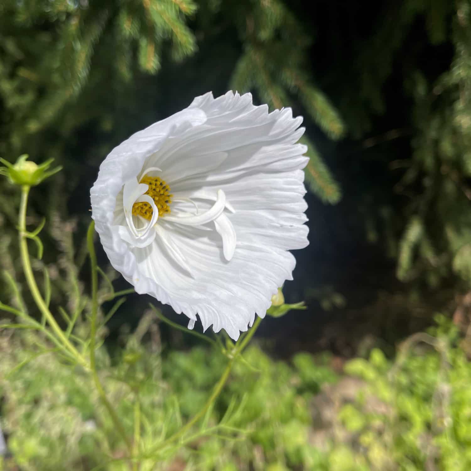 Rosenskära 'Cupcakes White' - 2