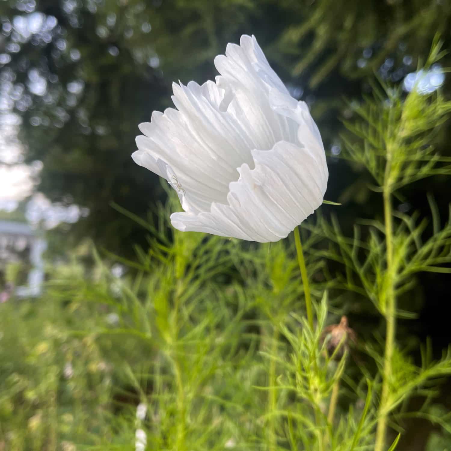 Rosenskära 'Cupcakes White'