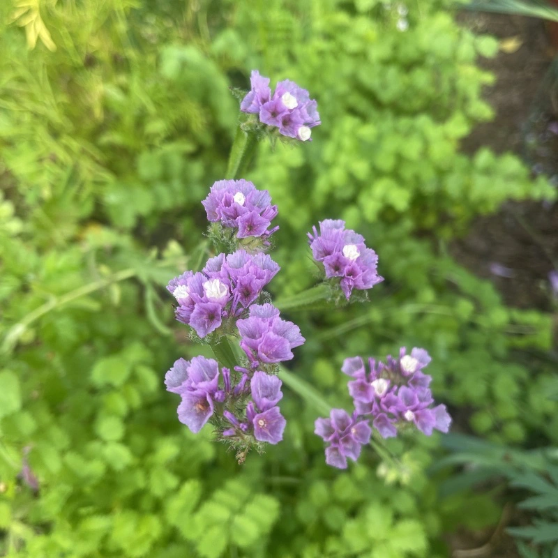 Frö till Risp 'Lavender' - evighetsblomma
