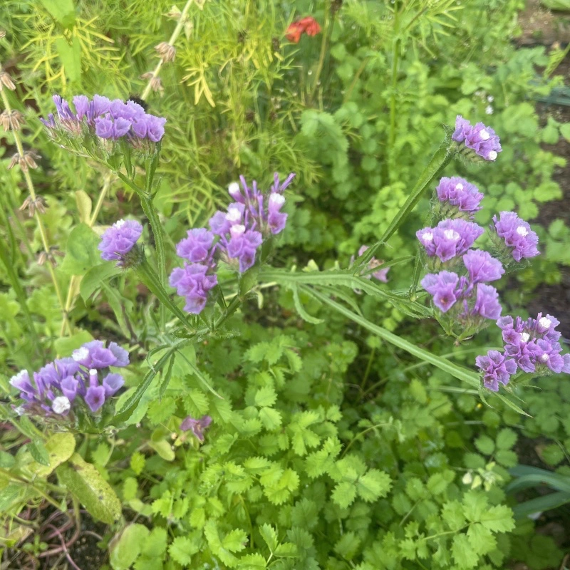 Risp 'Lavender'