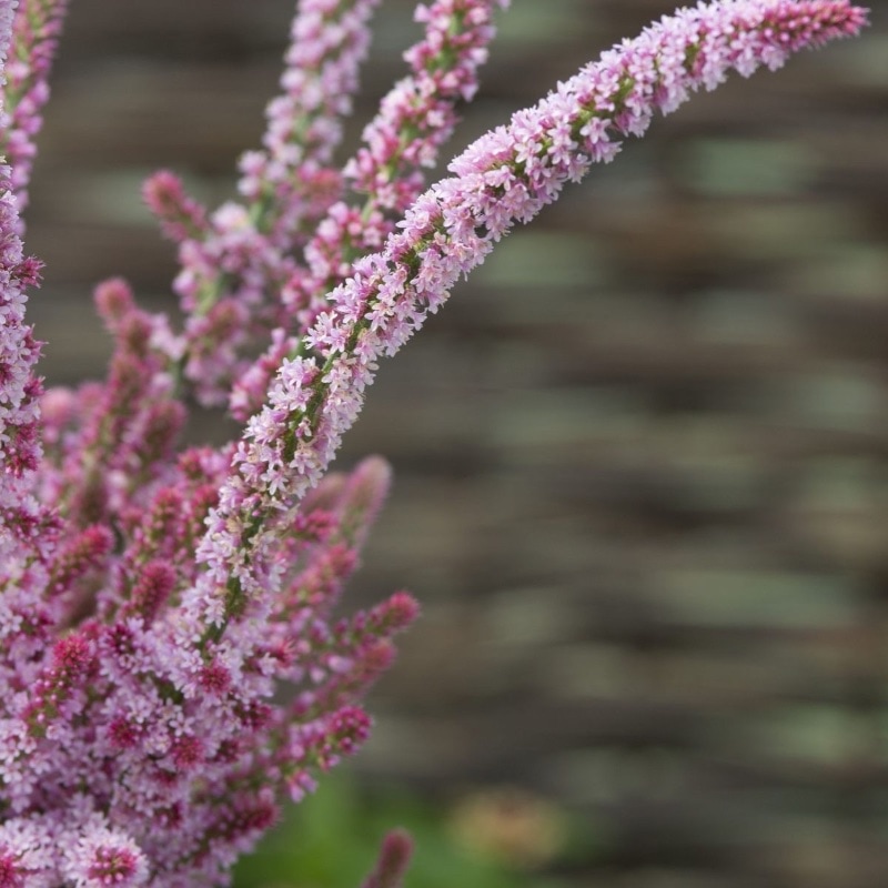 Risp 'Pink Pokers'