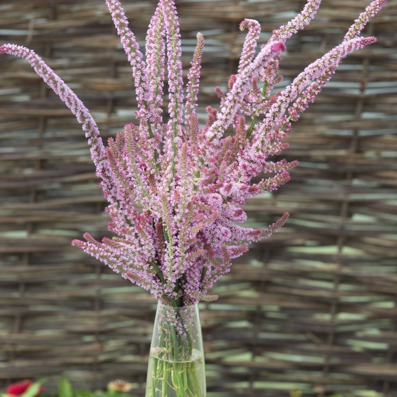 Risp 'Pink Pokers' i kruka