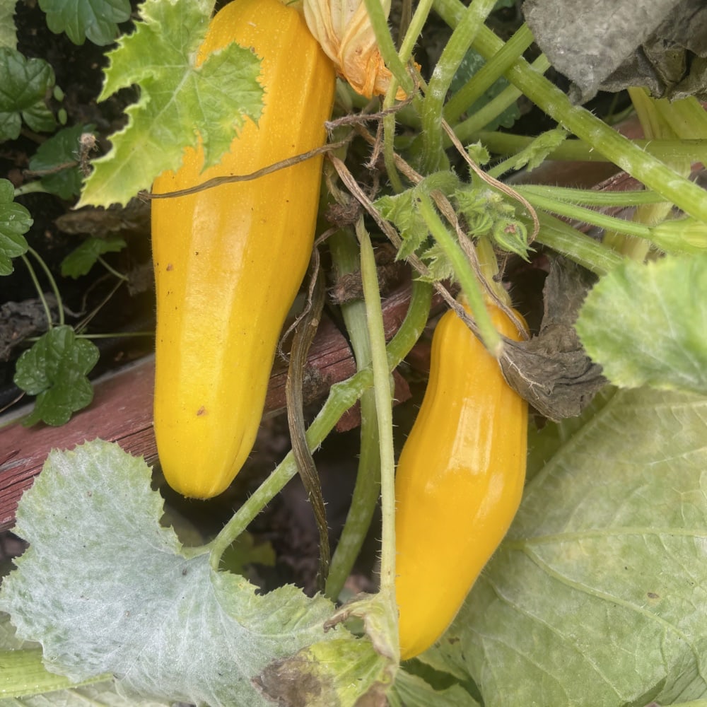 Squash 'Goldena'
