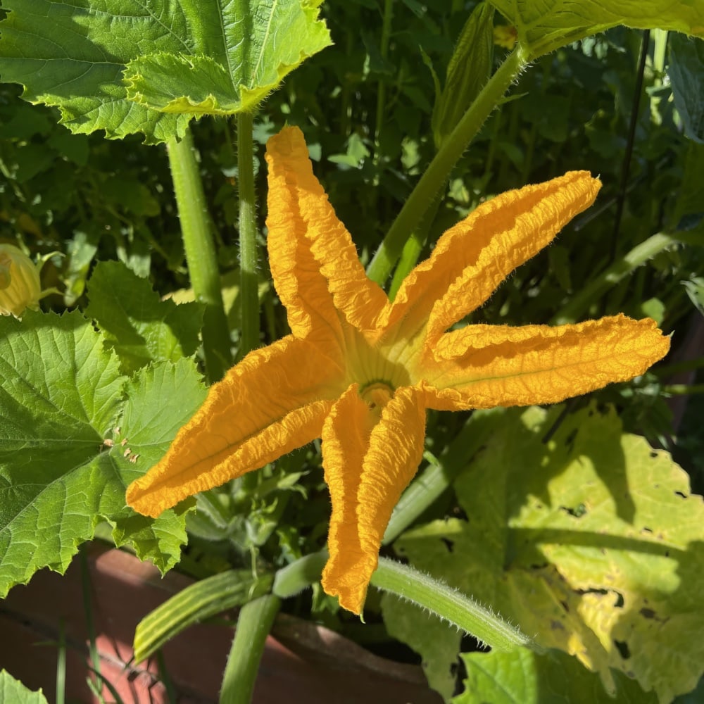 Squash 'Goldena' - 3