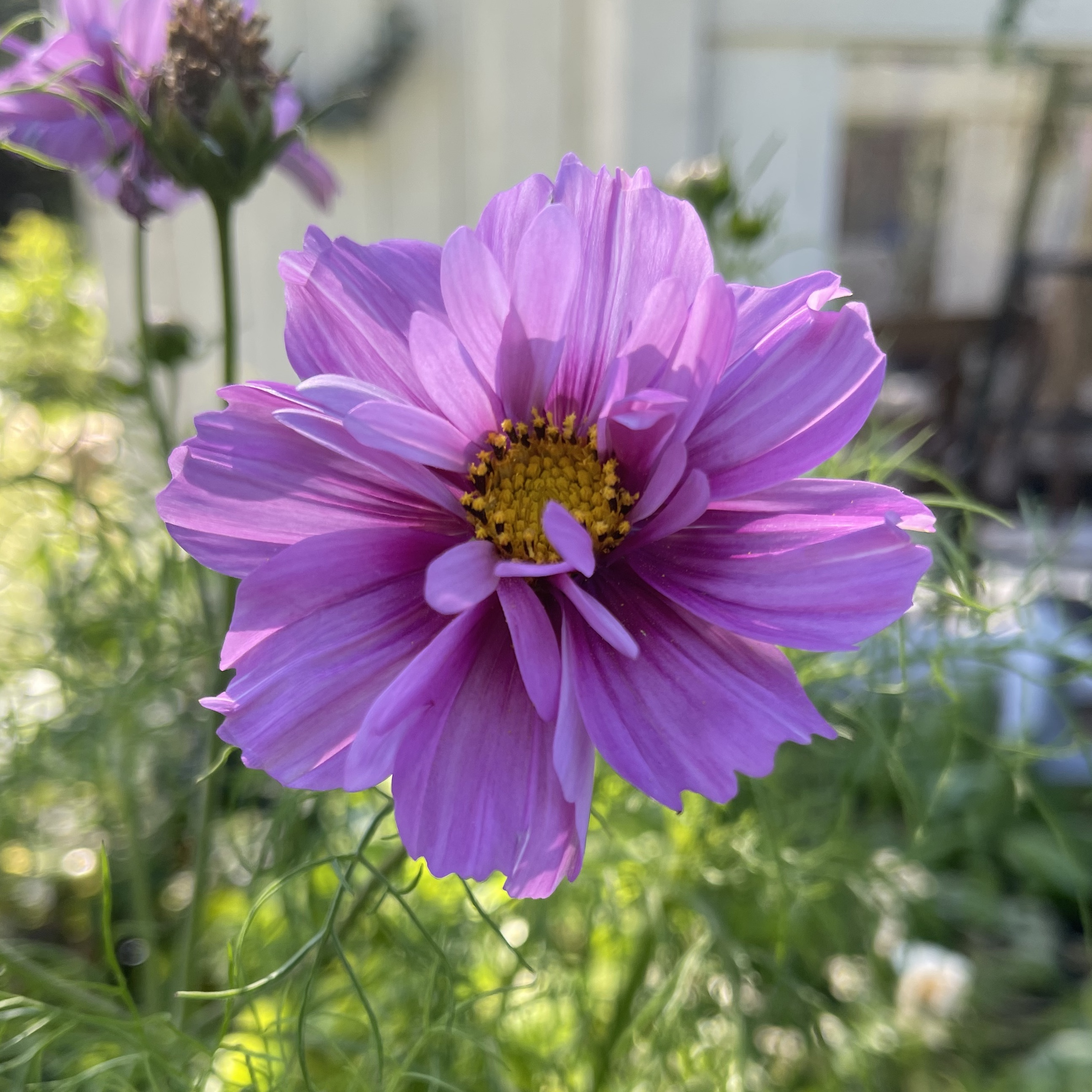 Rosenskära 'Fizzy Pink Dark Center'