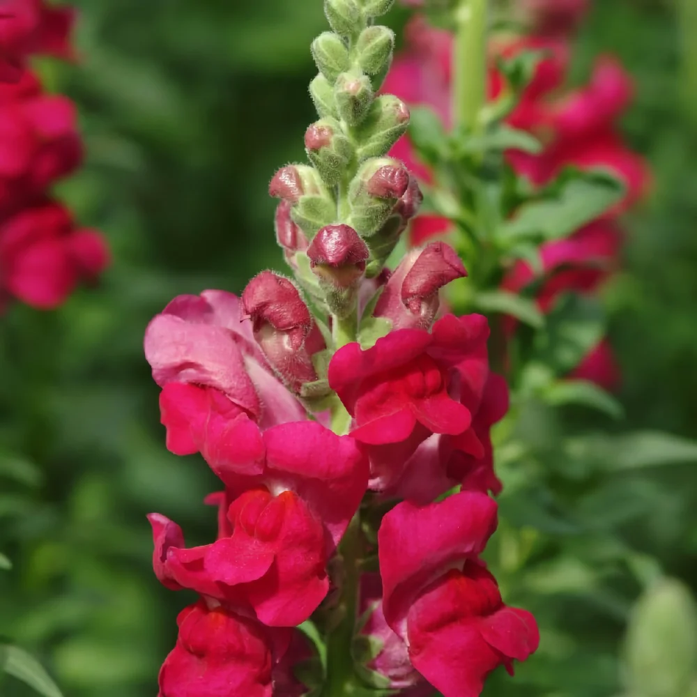 Lejongap 'Potomac Royal'