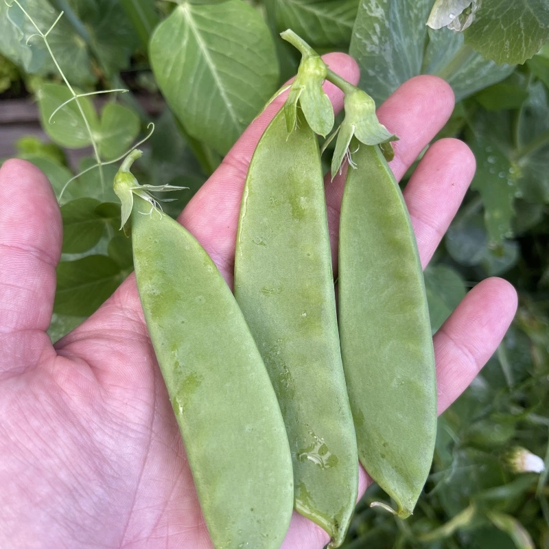 Stor sockerärt 'Oregon Giant'