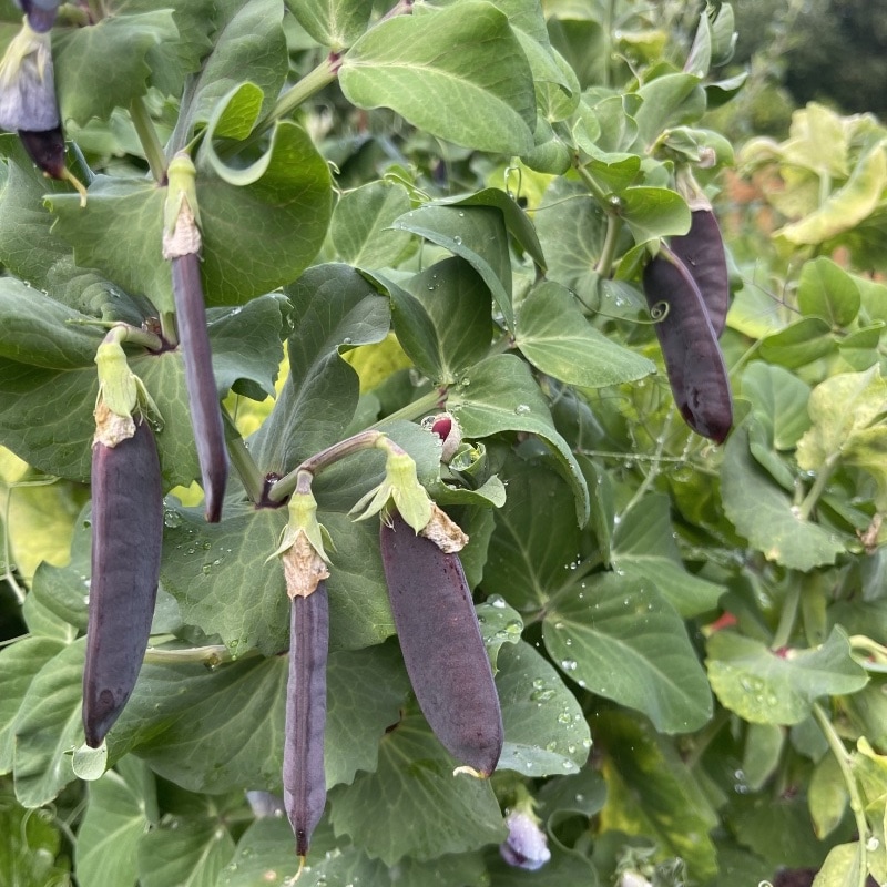 Blåärt 'Blauwschokker'