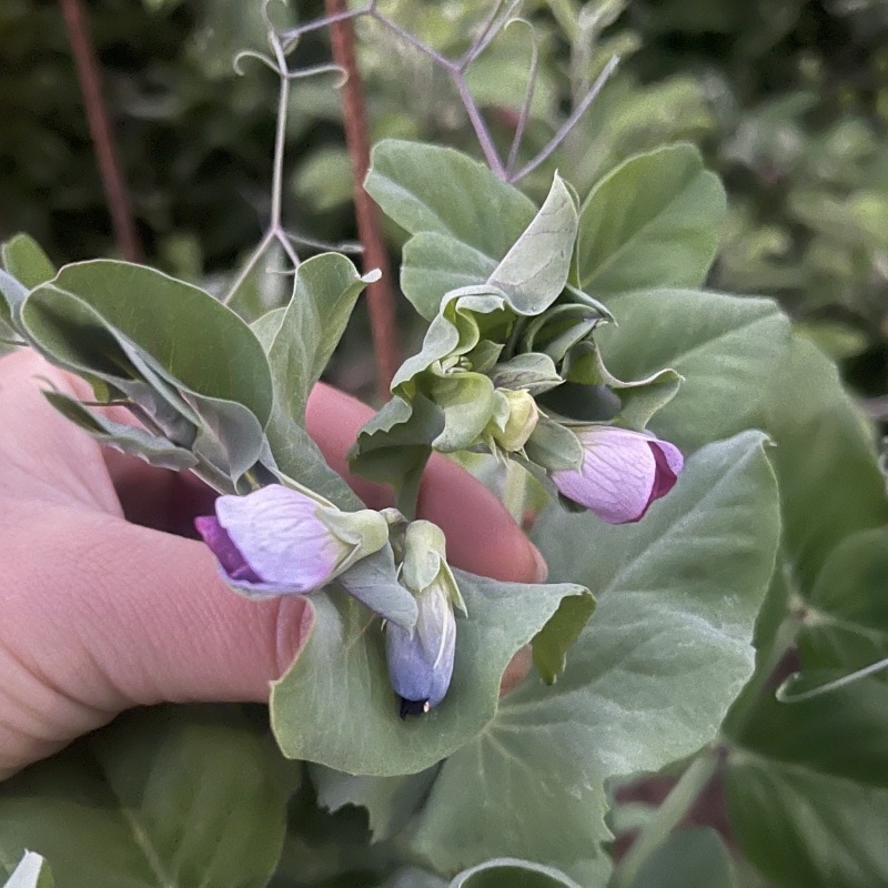 Blåärt 'Blauwschokker'