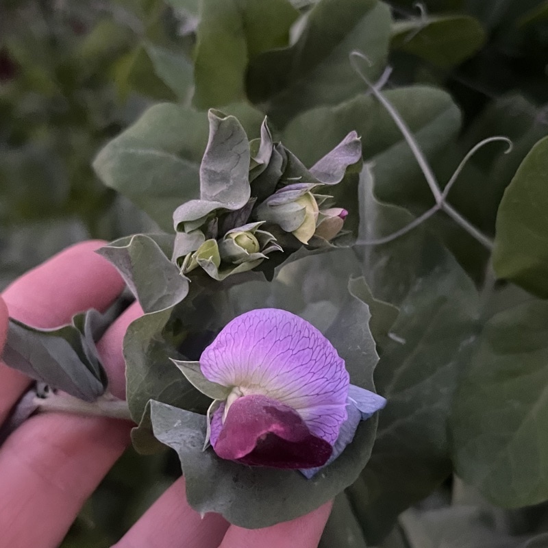Blåärt 'Blauwschokker'