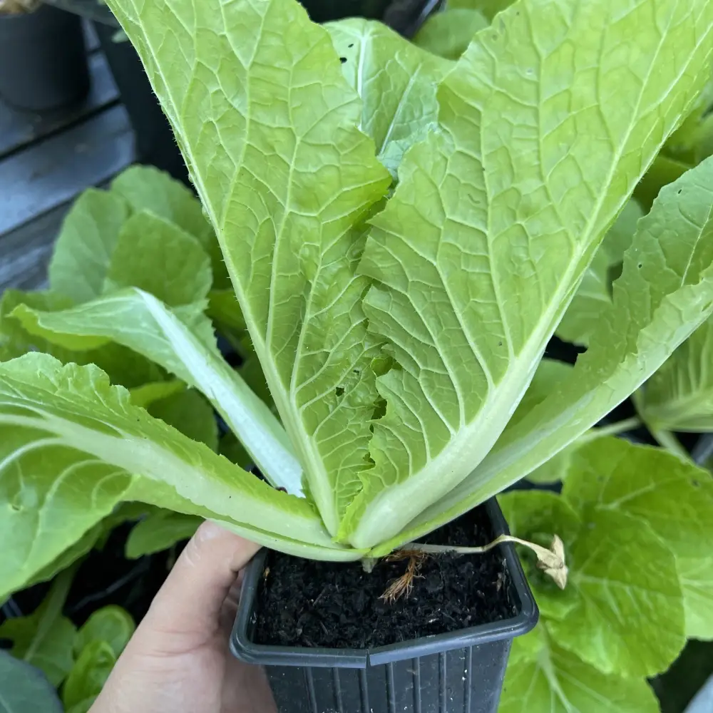 Planta Kinesisk kål 'Bristol'