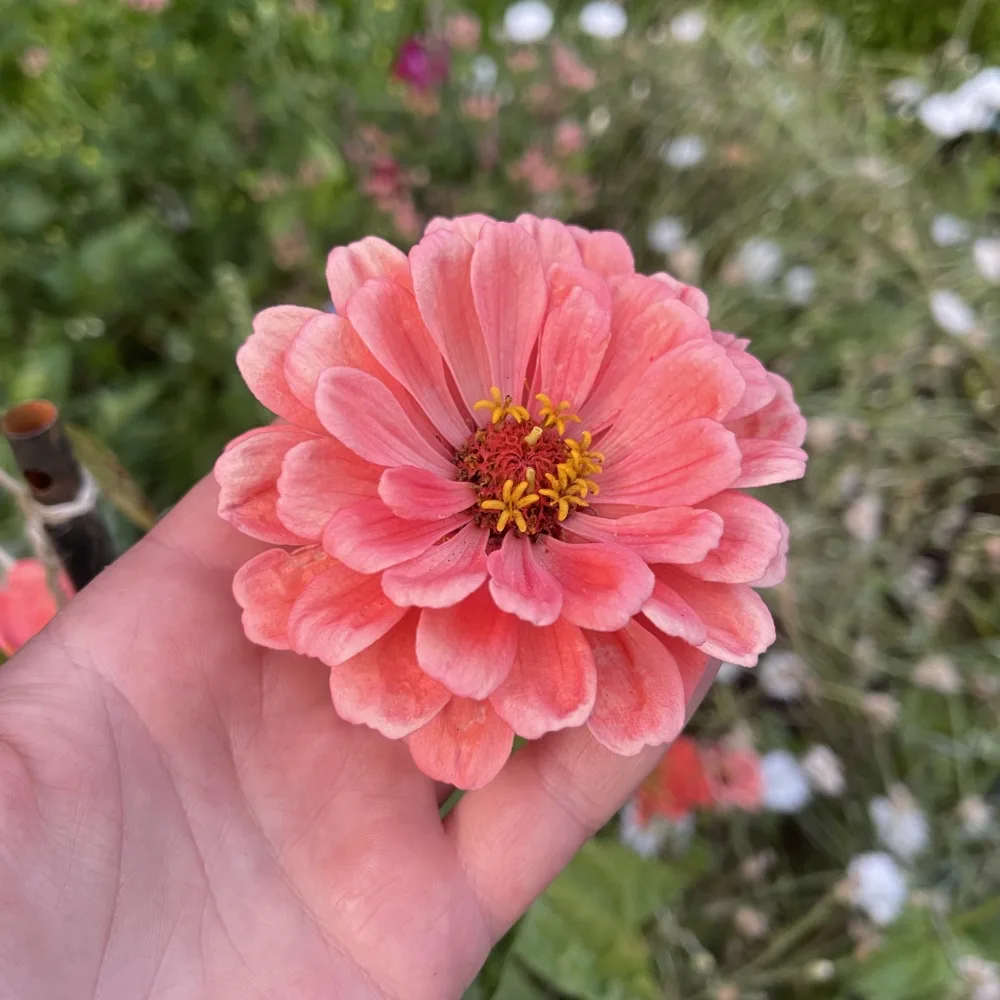 Zinnia 'Salmon Queen' - 2