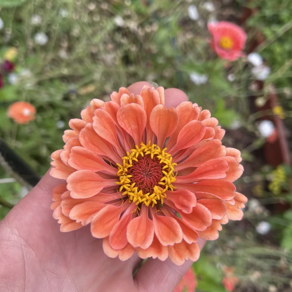 Zinnia 'Salmon Queen' - 3