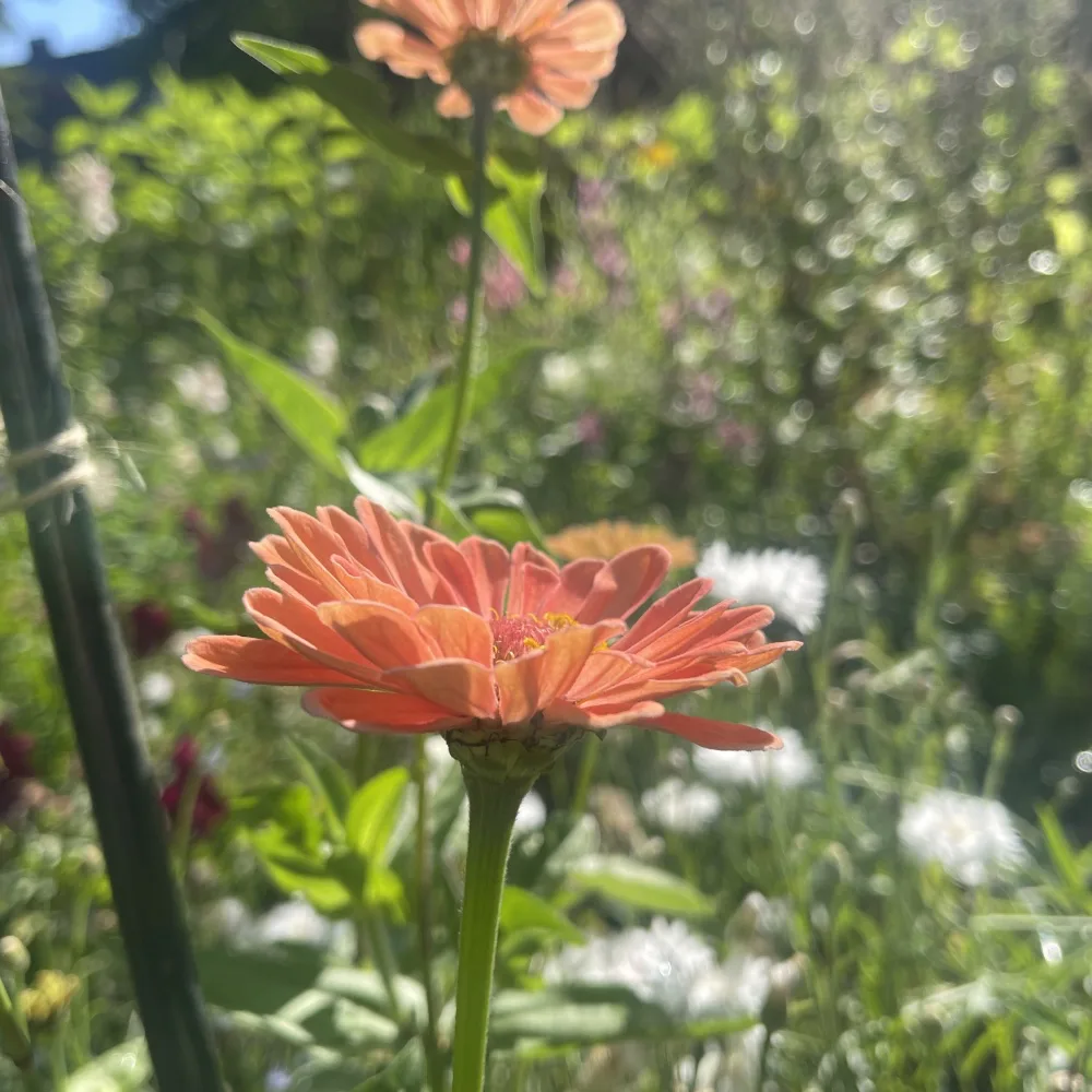 Zinnia 'Salmon Queen' - 5